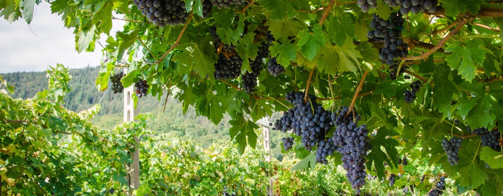 Degustação de Vinhos Amarone em Verona para pequenos grupos