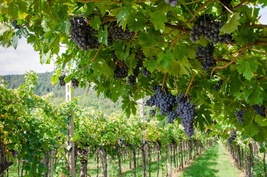Amarone-wijnproeverij in Verona voor kleine groepen
