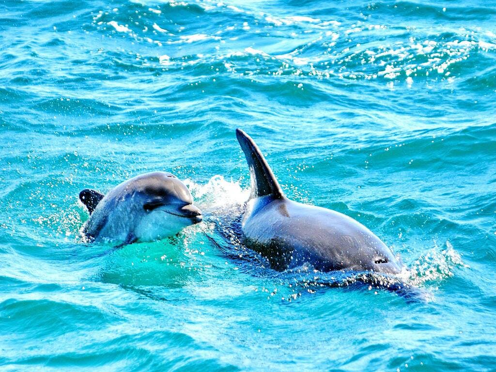 Dreamer caves and dolphins