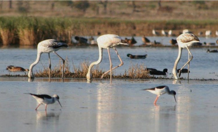 Ria Formosa Natural Park with 2 islands boat tour
