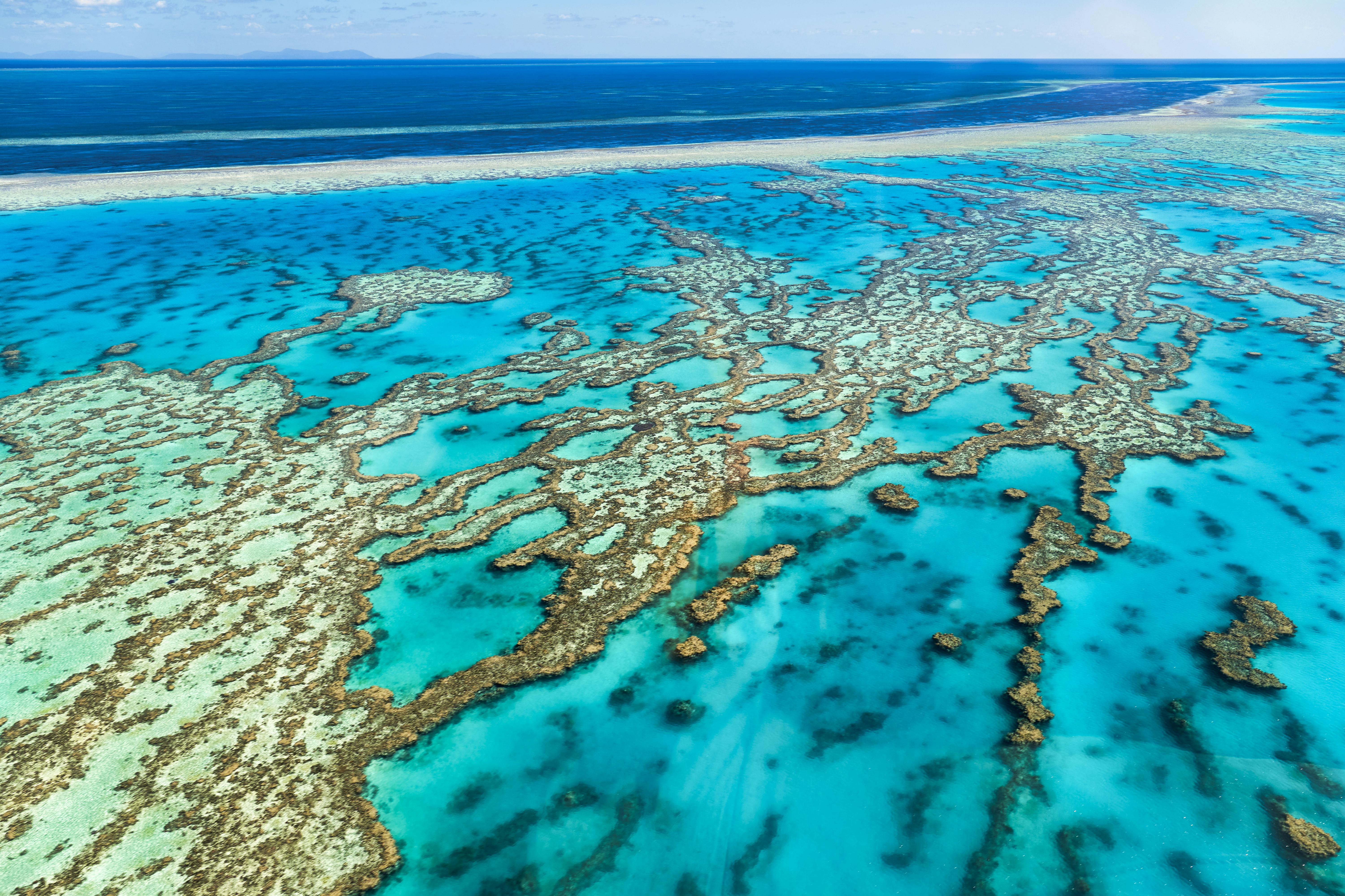 Full-day snorkel experience at the Great Barrier Reef
