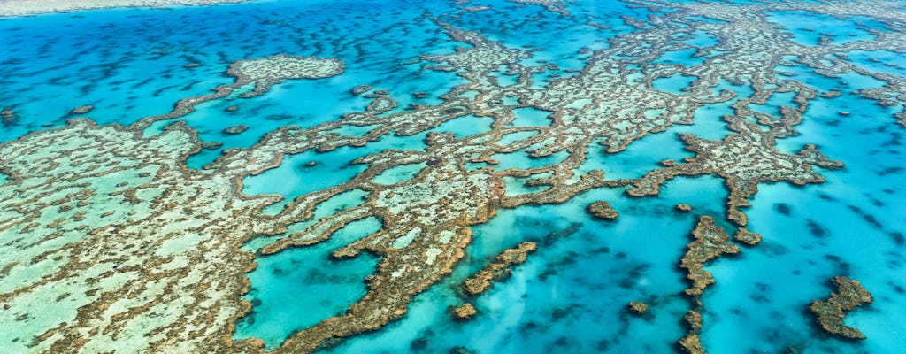 Esperienza di snorkeling di un'intera giornata presso la Grande barriera corallina