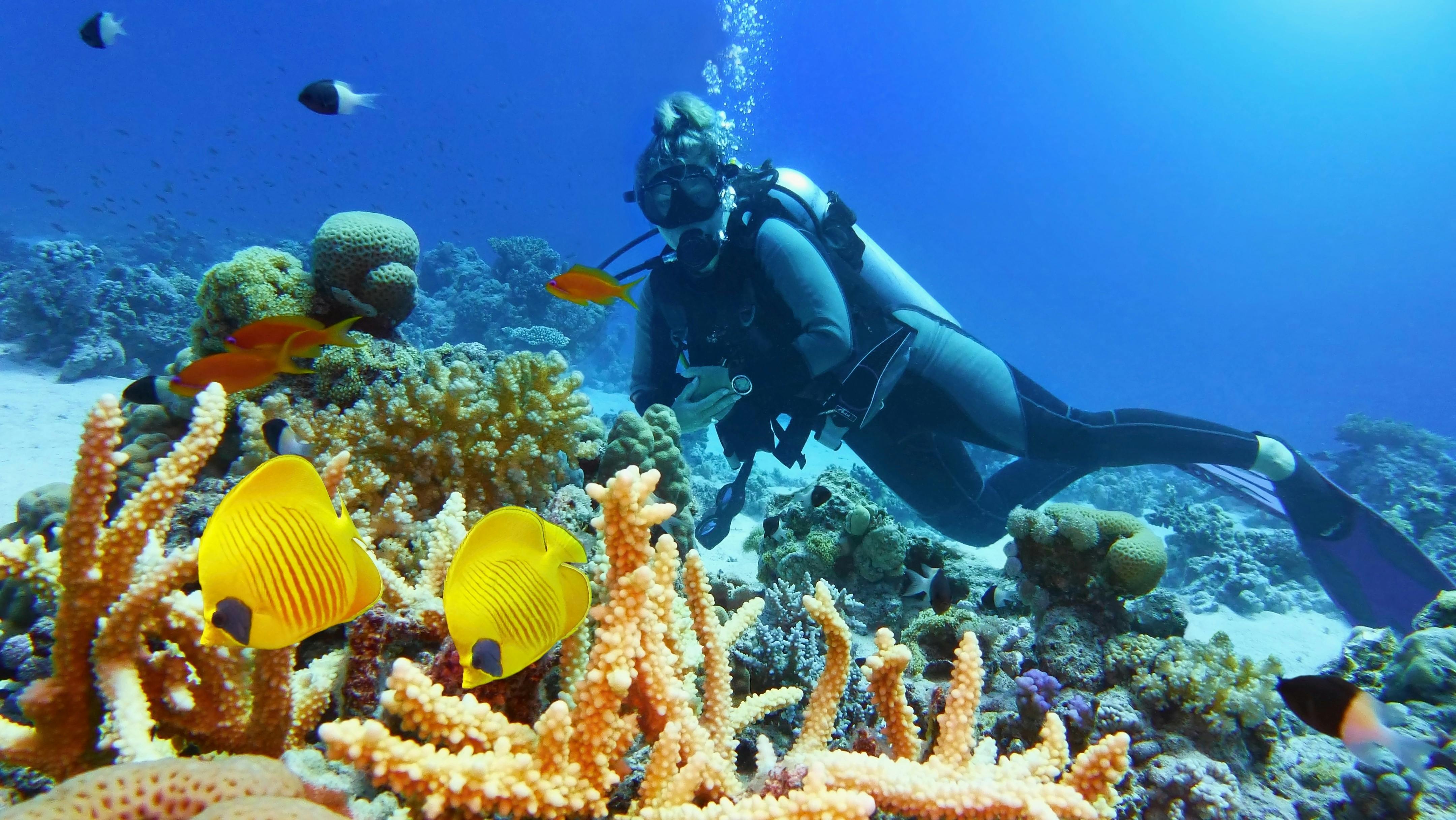 Full-day diving experience at the Great Barrier Reef with PADI guide