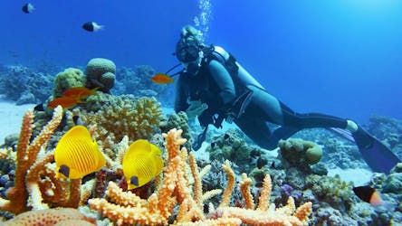 Duikervaring van een hele dag op het Great Barrier Reef met PADI-gids