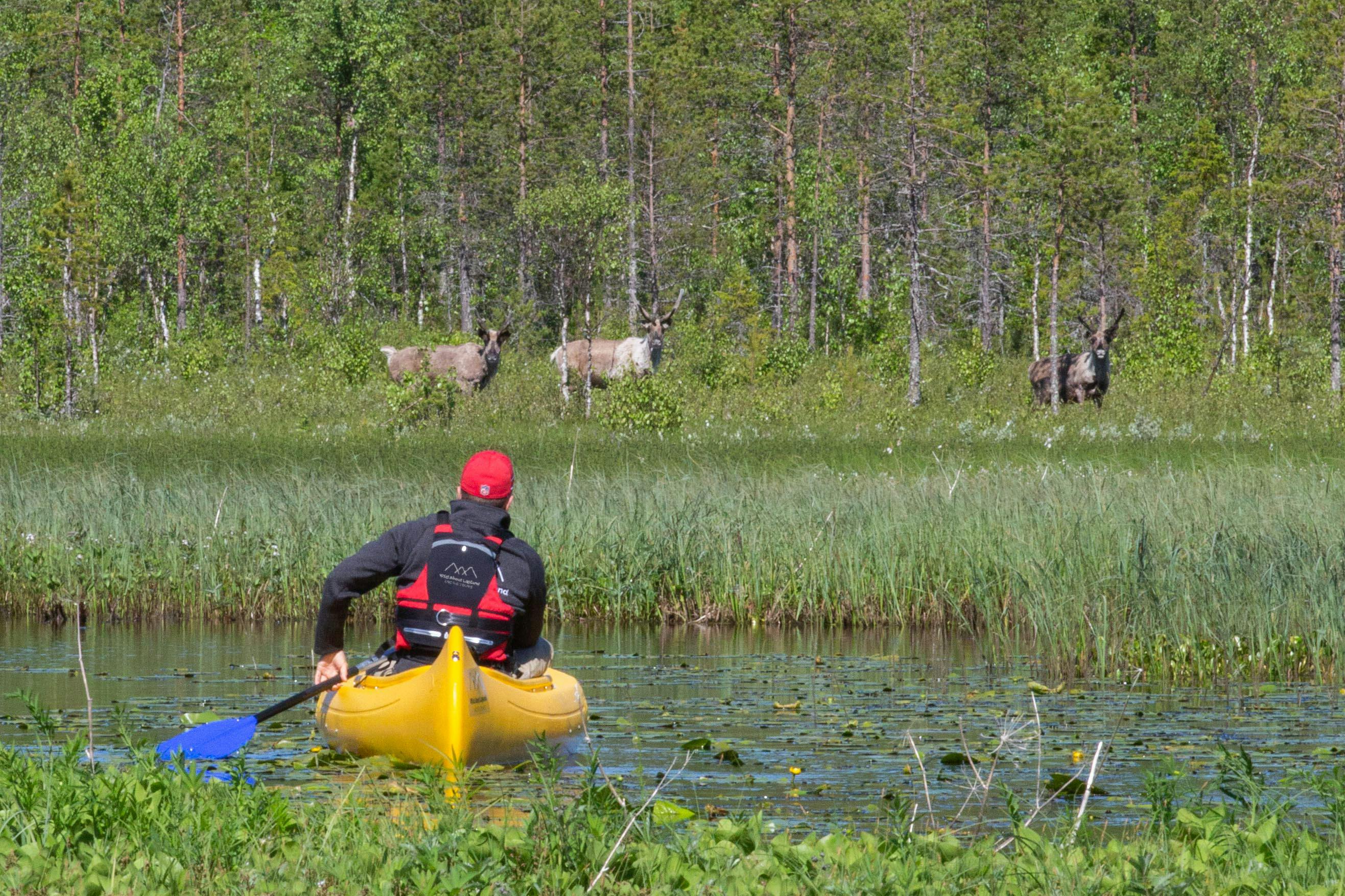 Visita un'autentica fattoria di renne con una gita in canoa