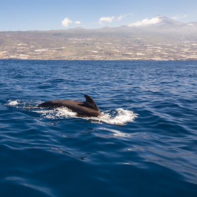Dolphin watching and snorkeling experience in southern Tenerife