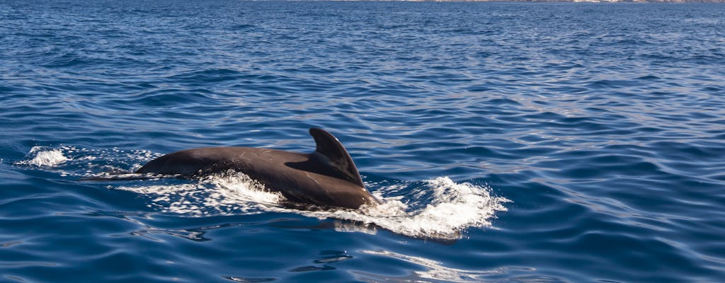Oglądanie delfinów i nurkowanie z rurką na południu Teneryfy