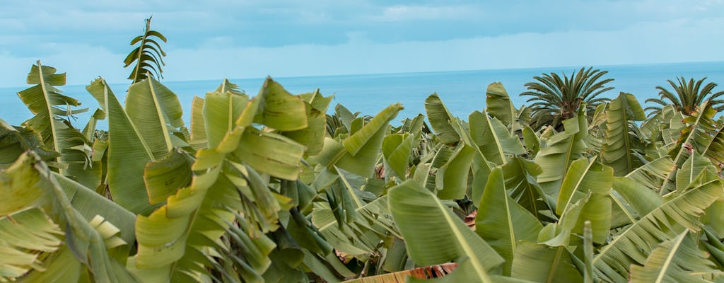 Tour privado em uma plantação de banana ecológica