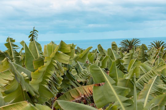 Tour privado em uma plantação de banana ecológica