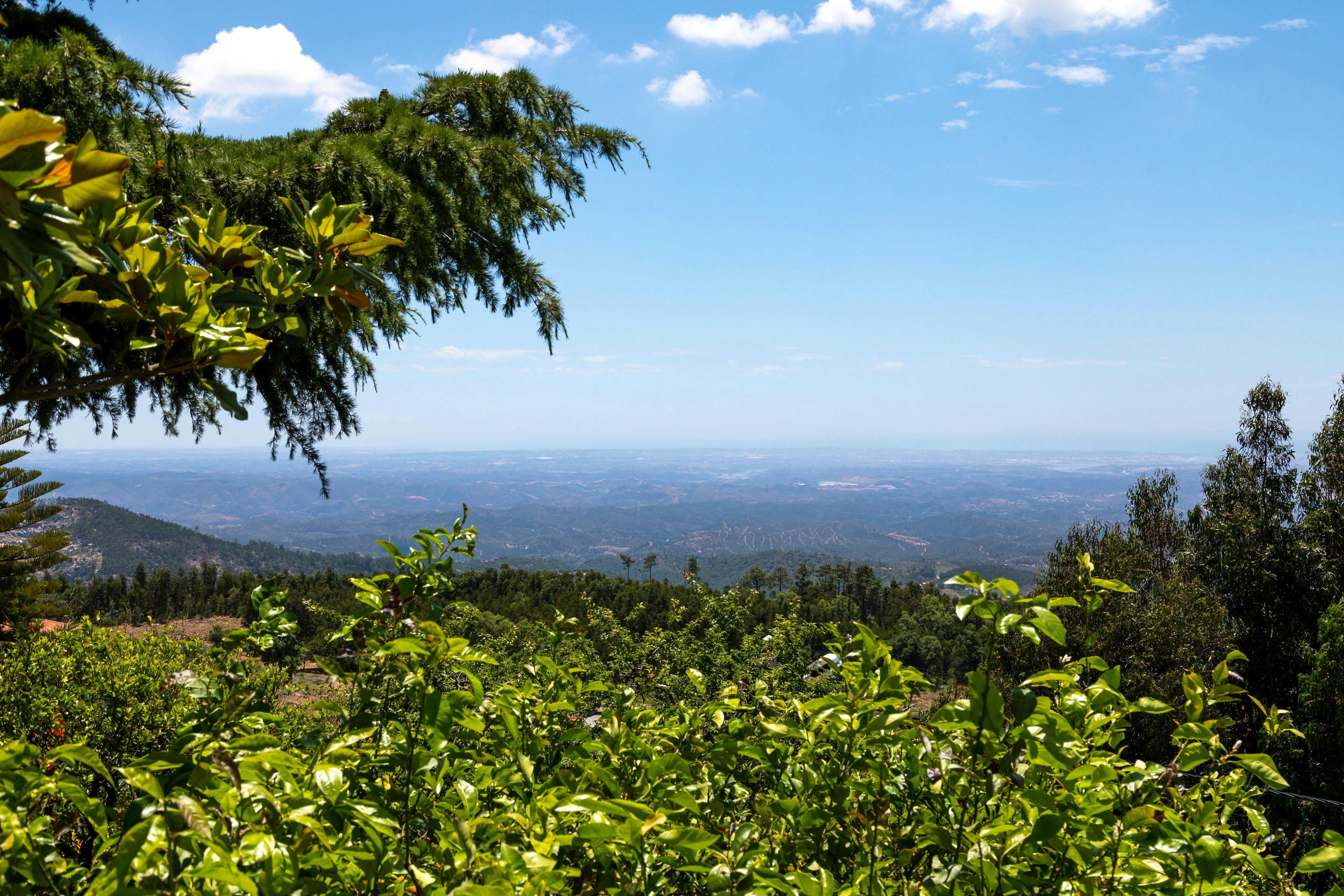 Algarve Countryside and Vineyard Tour