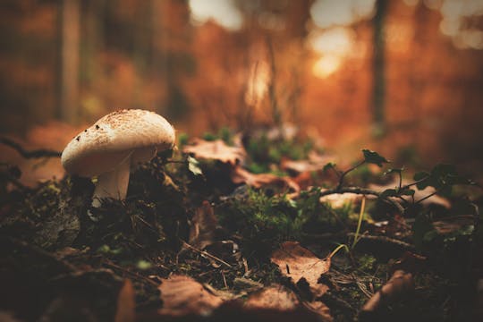 Mushroom hunting