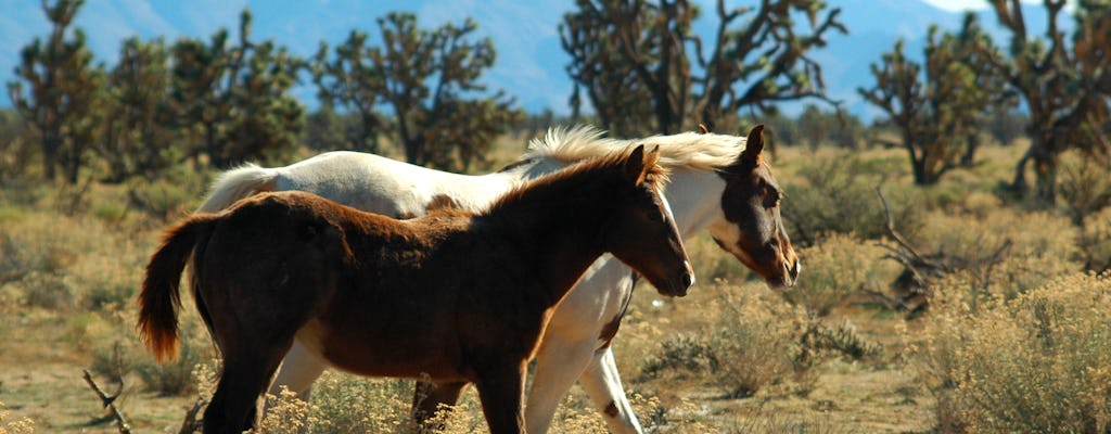 Grand Canyon West Rim 5-in-1-Tour