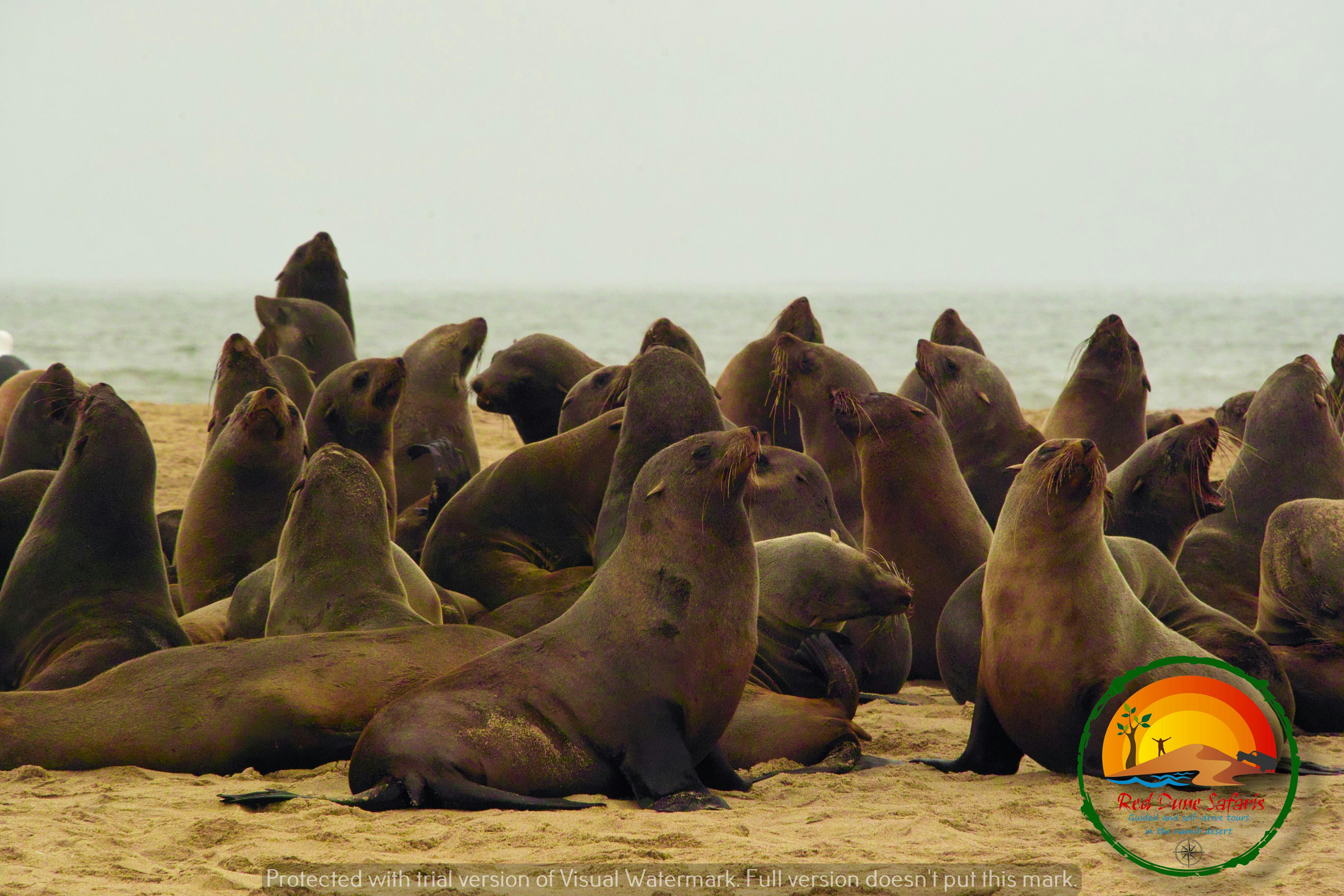 Sandwich Harbour & Seal Colony Full Day 4x4 Tour