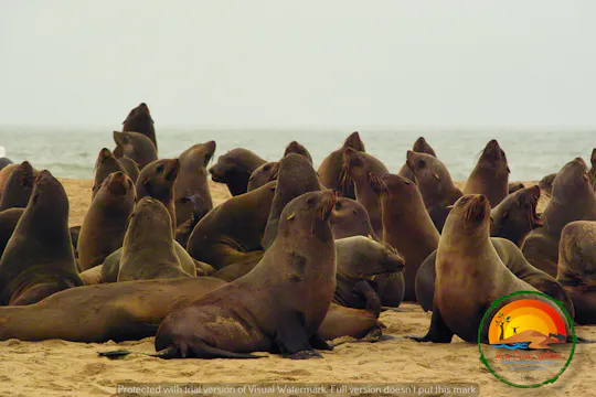 Sandwich Harbour & Seal Colony Full Day 4x4 Tour