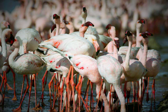 Walvis Bay Highlights Tour