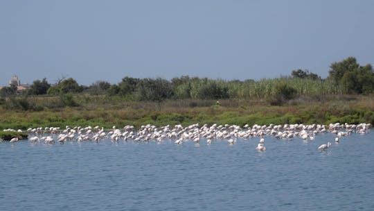 Tour in bicicletta della laguna di Aveiro