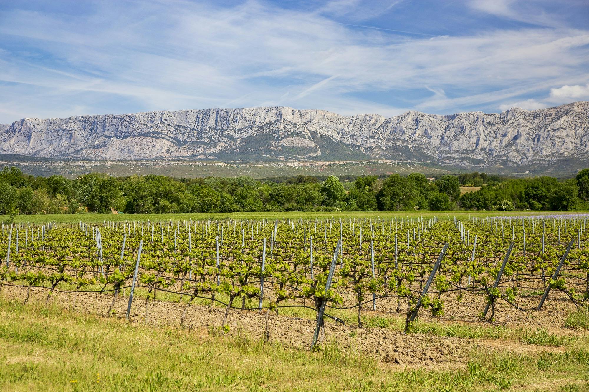 Coteaux d'Aix und Sainte-Victoire ganztägige private Weintour