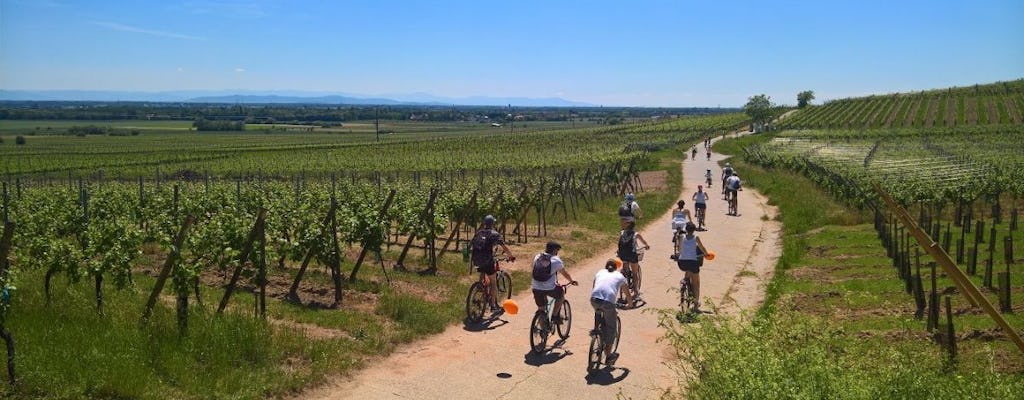 Tour en bicicleta por el vino y la gastronomía de Bairrada