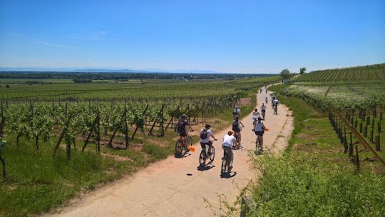 Bairrada wine and gastronomy bike tour