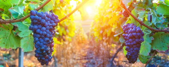 Coteaux d'Aix and Sainte-Victoire half-day private wine tour