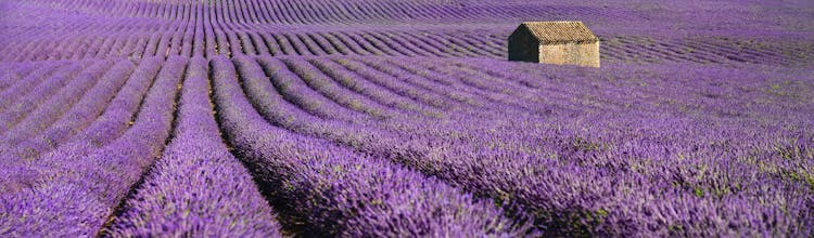 Full-day lavender tour in Valensole from Aix en Provence