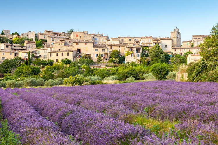 Full-day lavender tour in Sault from Aix en Provence