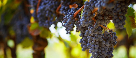 Wine tour in Cezanne countryside from Aix en Provence