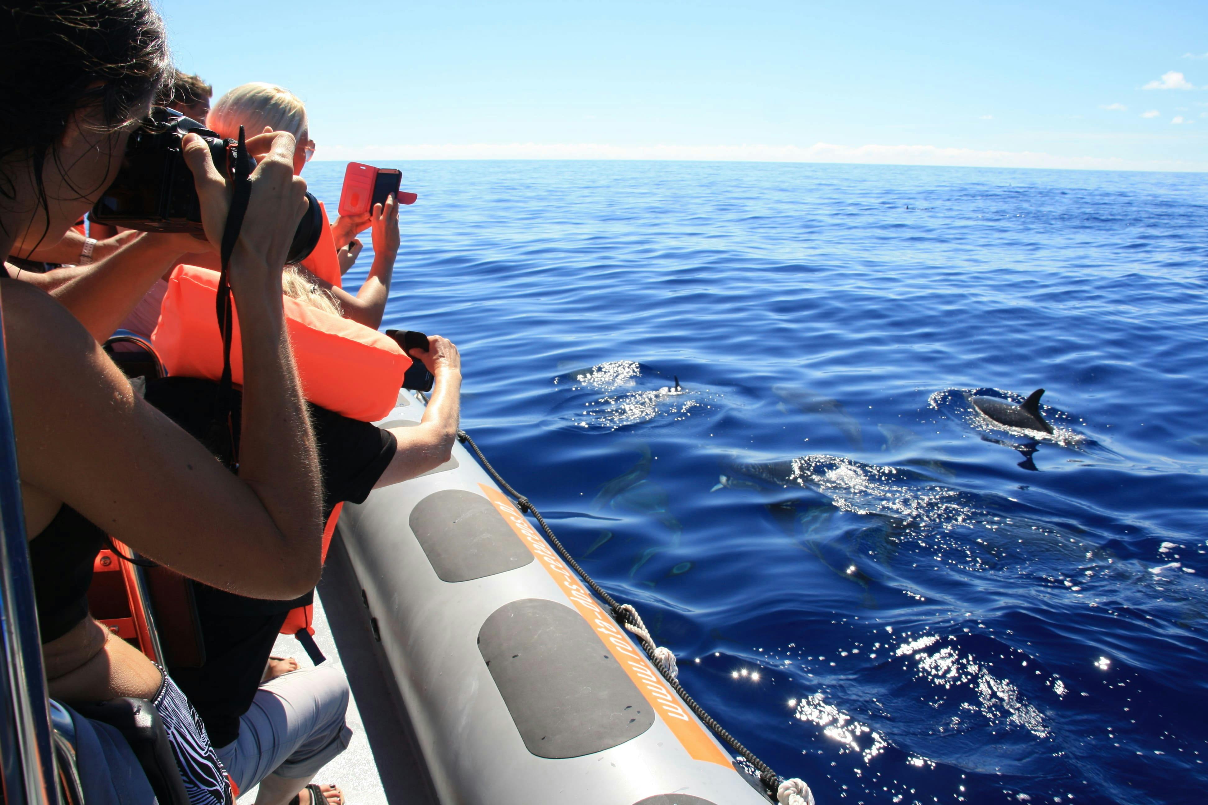 Observation des dauphins et baleines en bateau rapide - billet