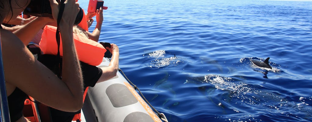 Observation des dauphins et baleines en bateau rapide - billet