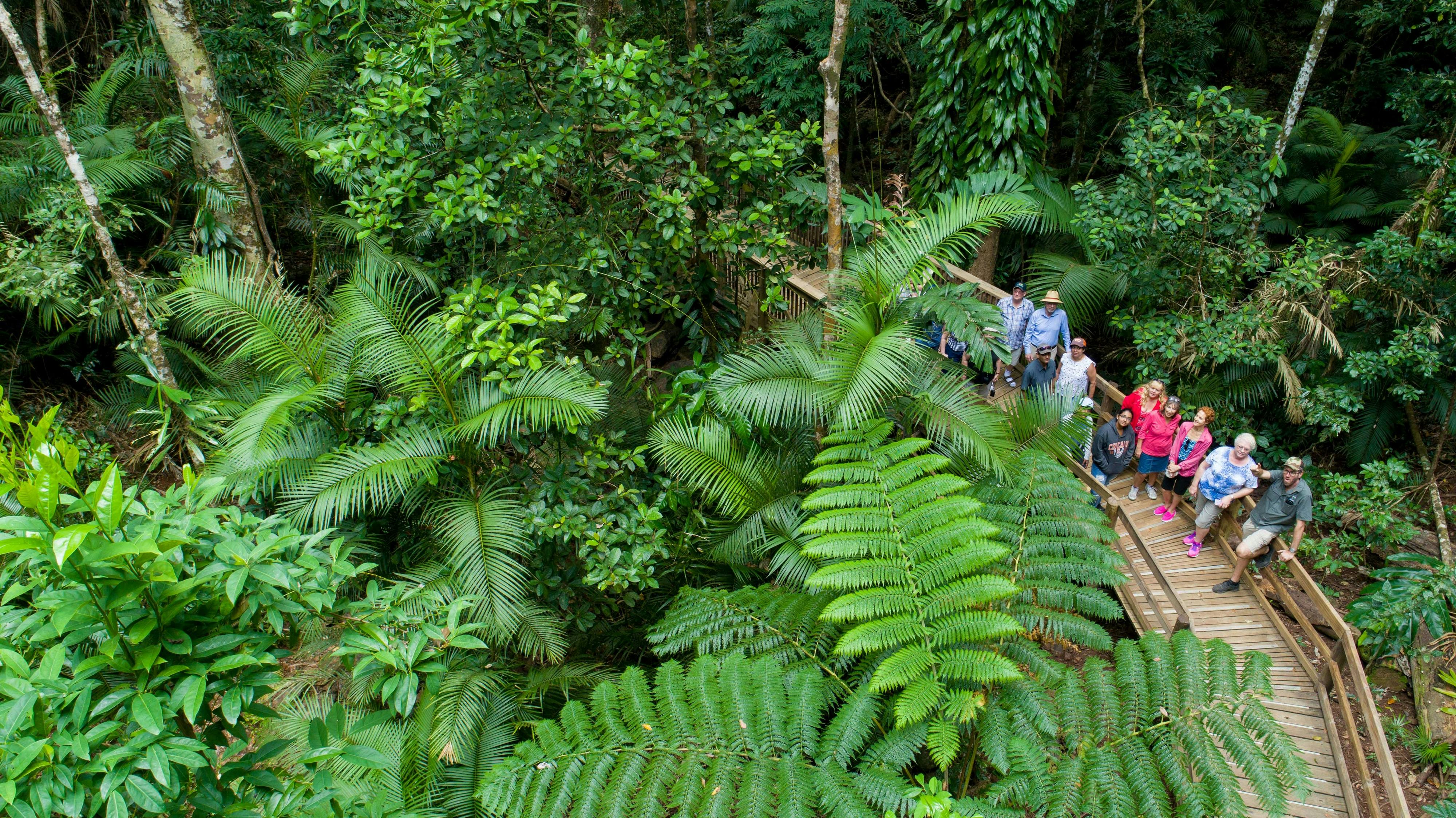 Daintree Rainforest, Cape Tribulation en Bloomfield Track kleine groepsreis