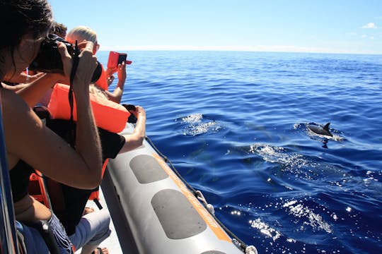 Observation des dauphins et baleines en bateau rapide - billet