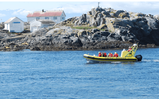 Zodiac walvis spotten avontuur vanuit Victoria
