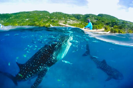 Ganztägige Oslob whale shark und Kawasan waterfalls tour