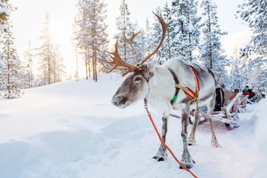 Husky park and reindeer farm combo by minibus