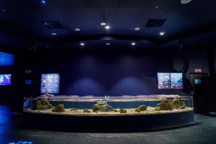 Skip-the-line tickets for the Atlantis Aquarium in Madrid
