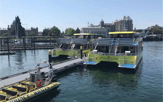 Tour de medio día de avistamiento de ballenas en Victoria