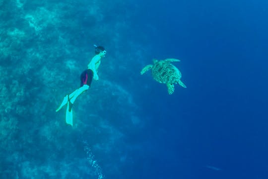 Ganztägige Kawasan-Wasserfälle und Moalboal Island Hopping