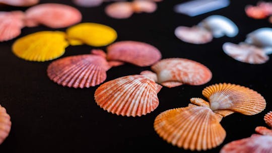Mauritius Sea Shells Museum
