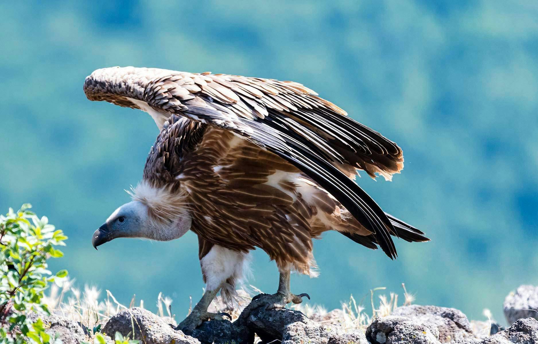 Zelf-geleide vogels kijken op 3 unieke plekken vanuit Sofia