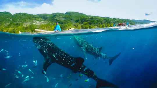 Full-day Oslob whale shark and canyoneering adventure