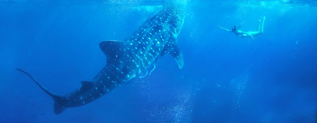 Encuentro de día completo con tiburones ballena en Oslob y cataratas Tumalog