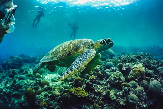 Ganztägiger Oslob-Walhai und Kawasan-Wasserfälle mit Moalboal Island Hopping