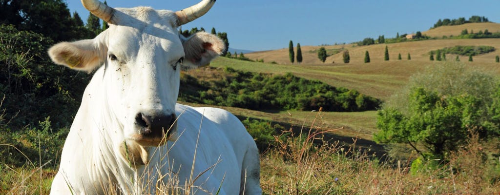 Wildichiana: carne de Chianina en Valdichiana Senese