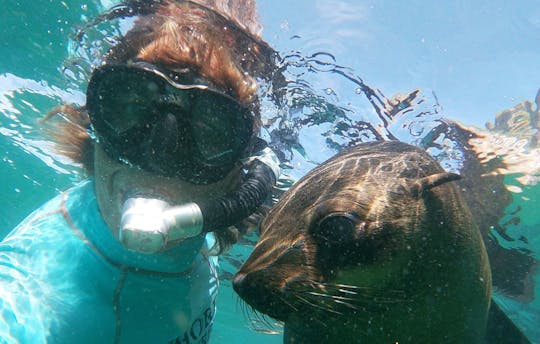 Nadar con focas en la bahía de Plettenberg