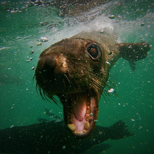 Swim with seals in Plettenberg Bay