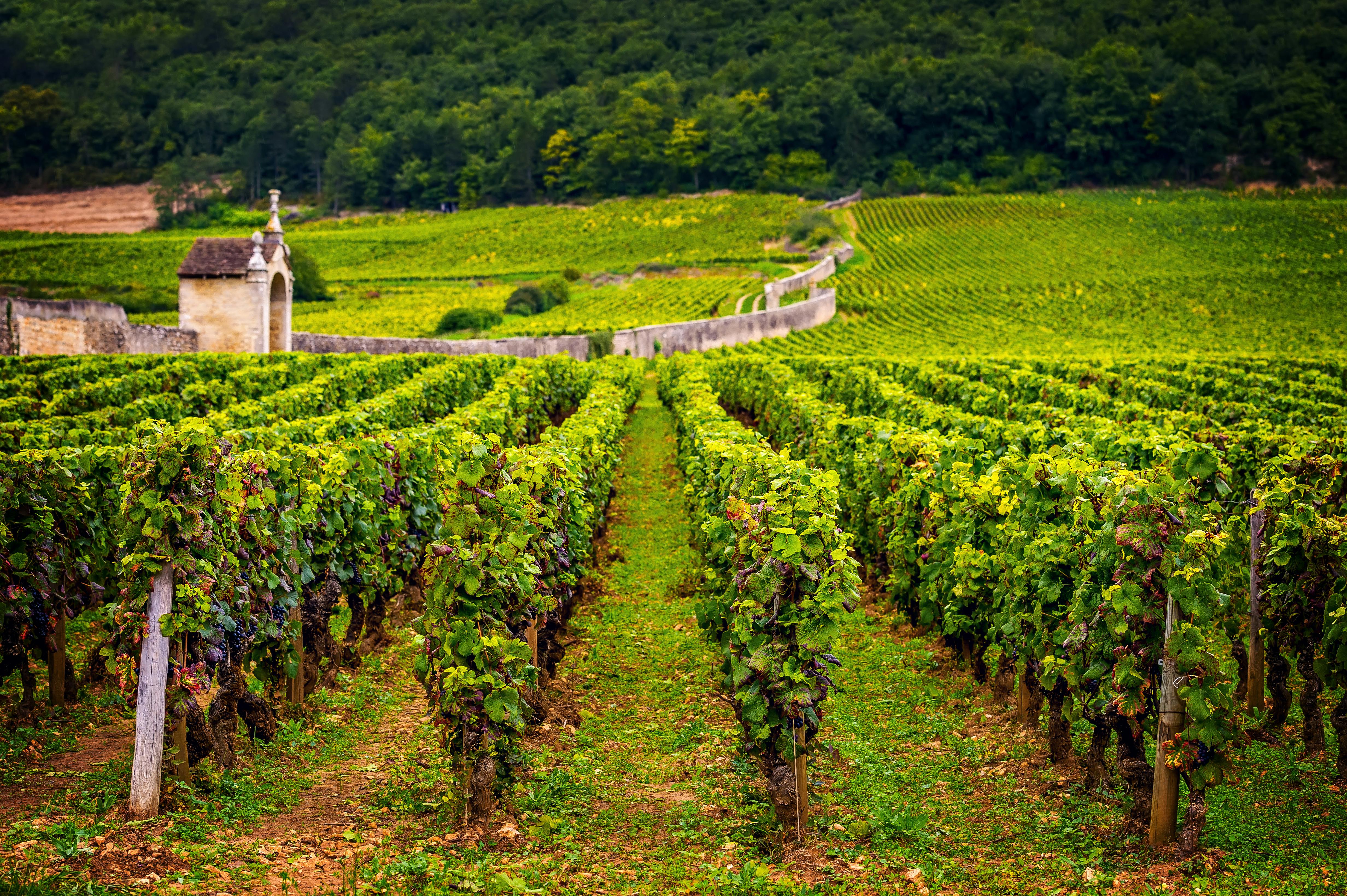 Visite des vignobles du chablis en Bourgogne au départ de Paris avec dégustation de 12 vins