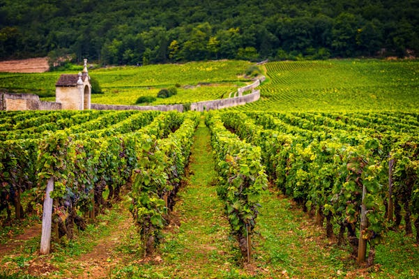 Wycieczka po burgundzkim winie w Chablis z Paryża z degustacją 12+ drinków