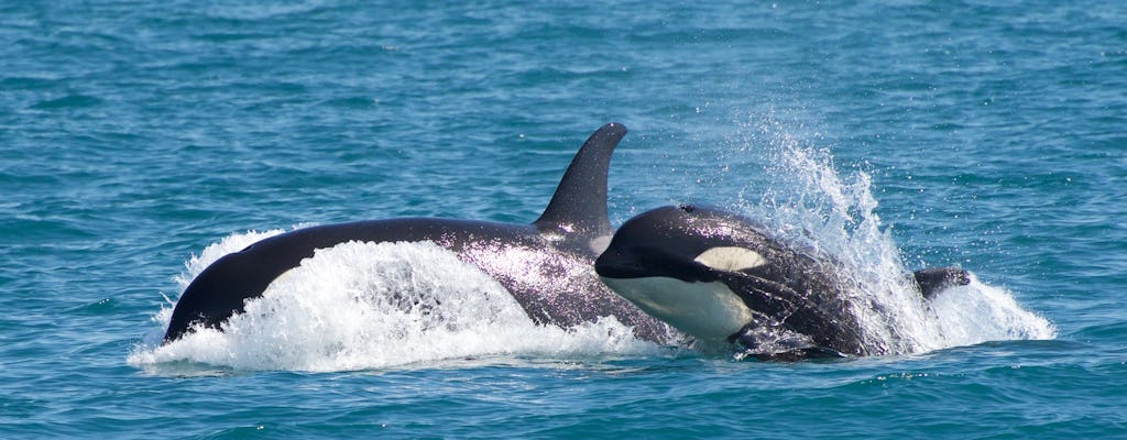 Crucero de búsqueda de orcas