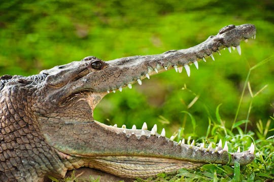 Crocodile Park de Torremolinos