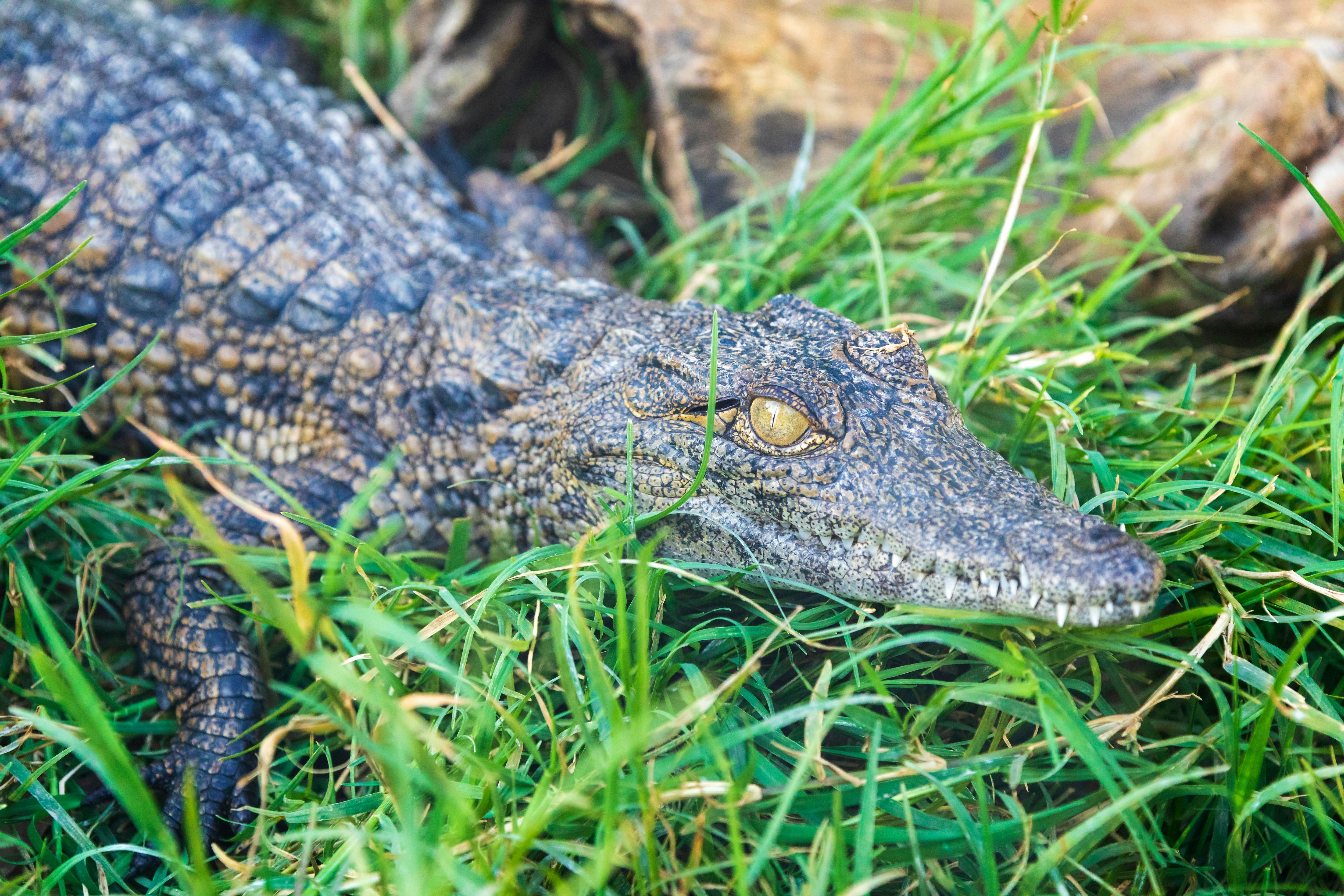 Crocodile Park